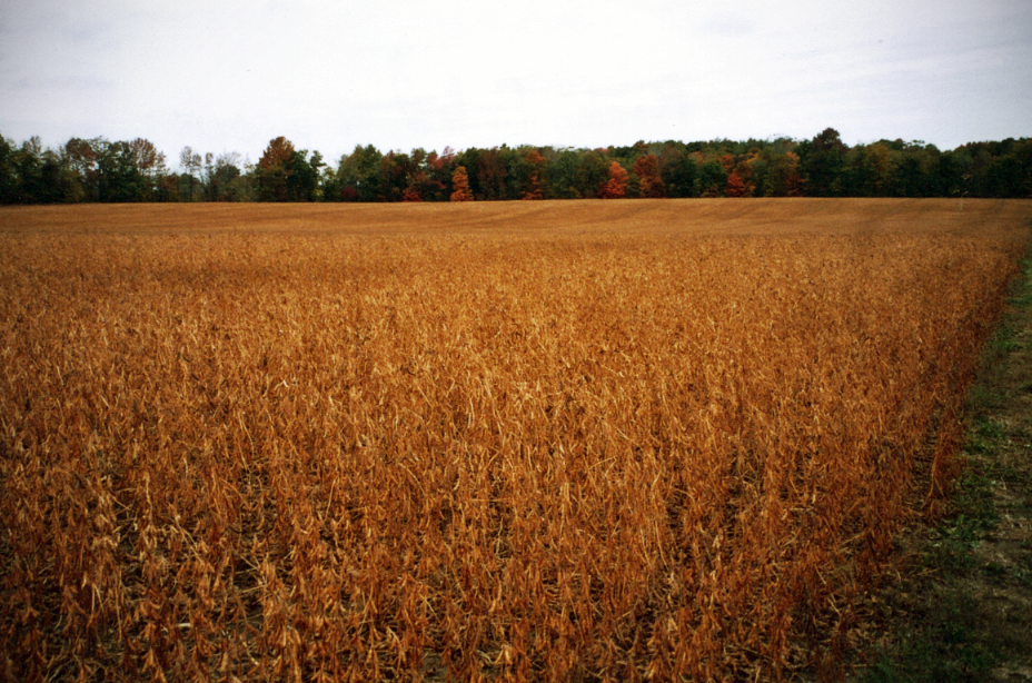 20111013 - soybeans