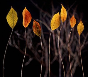 Standing Leaves, Curtis Hildebrand Photography