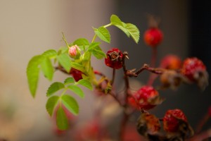 rosehip blossoming