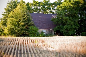 overgrown 1909 tobacco barn Ontario Duck farm