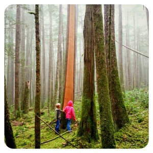 Cedar trees, Sechelt, BC