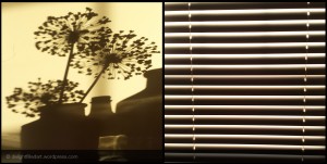 shadow of plants and blinds