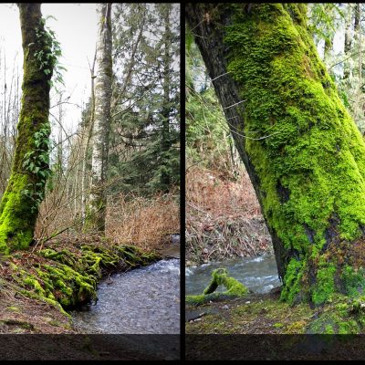 Incredible verdant moss on this particular tree.