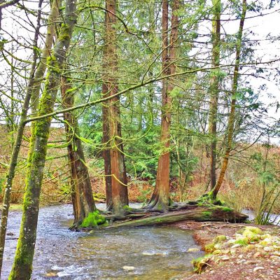 "island" of trees growing out of a fallen tree. We climbed over it to a gravel spit, our island, to build canals.