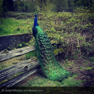 07 peacock