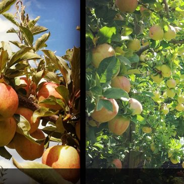 Apple-picking – an autumn highlight