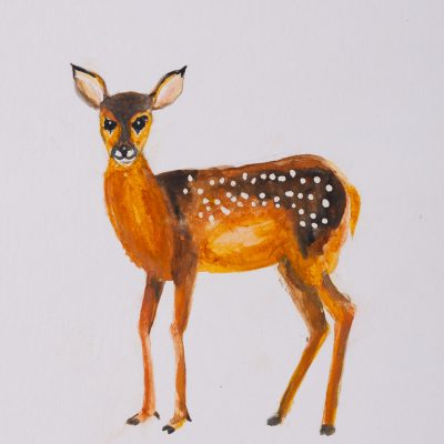 Fawn, 2014